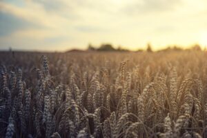 Insurers will have to bear the risk of getting grain out of Ukraine