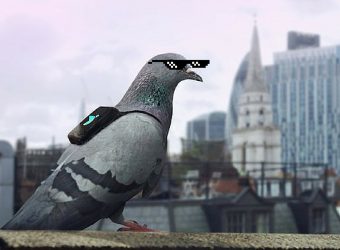 Pigeons reveal the Dirty Truth about the Air We Breathe