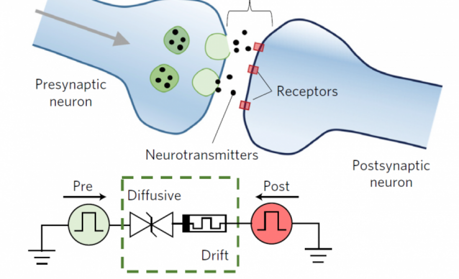 Artificial Synapses for Artificial Brains