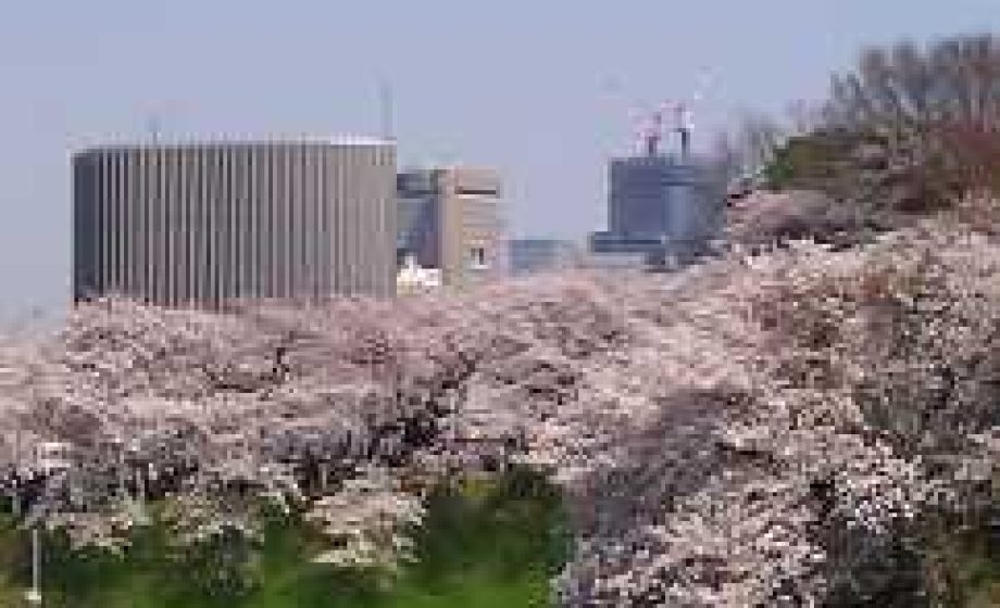 The Disruption and Renewal of Sakura