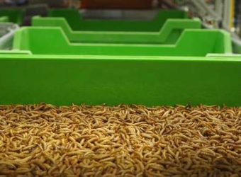 Ynsect, l’agri-tech qui nourrit vos animaux… avec des insectes