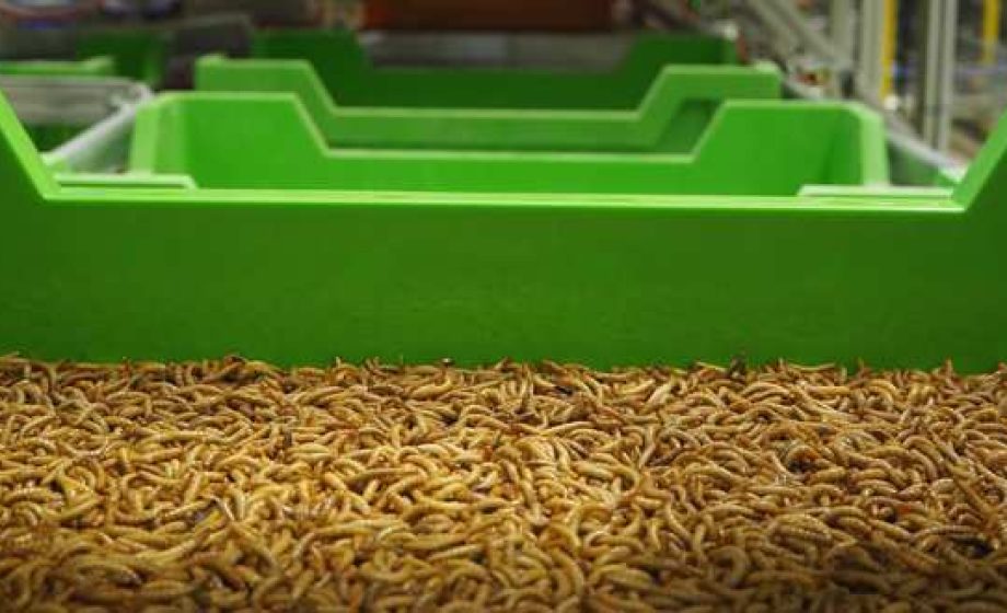 Ynsect, l’agri-tech qui nourrit vos animaux… avec des insectes